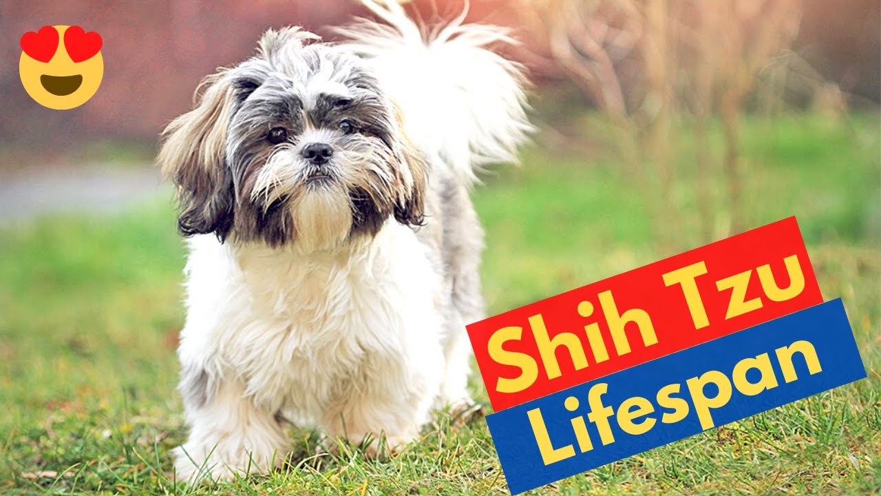 How Long do Shih Tzus live? | Shih-Tzu Lifespan |