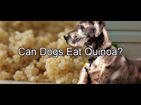 Can Dogs Eat Quinoa?