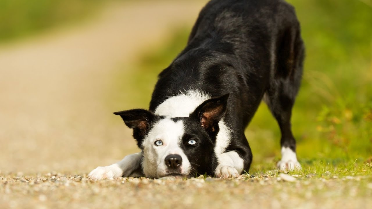 Border Collie vs  Australian Shepherd: Life Expectancy