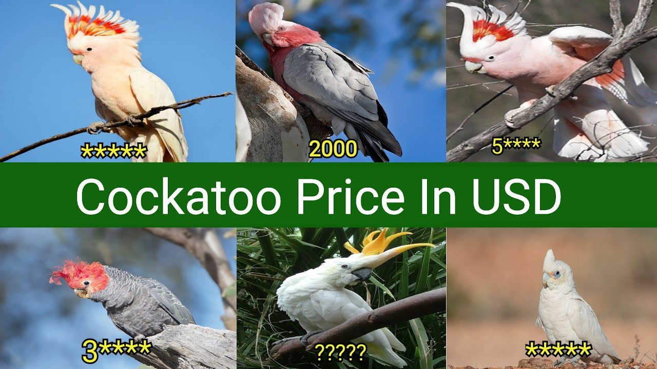 Cockatoo Bird Price In USD
