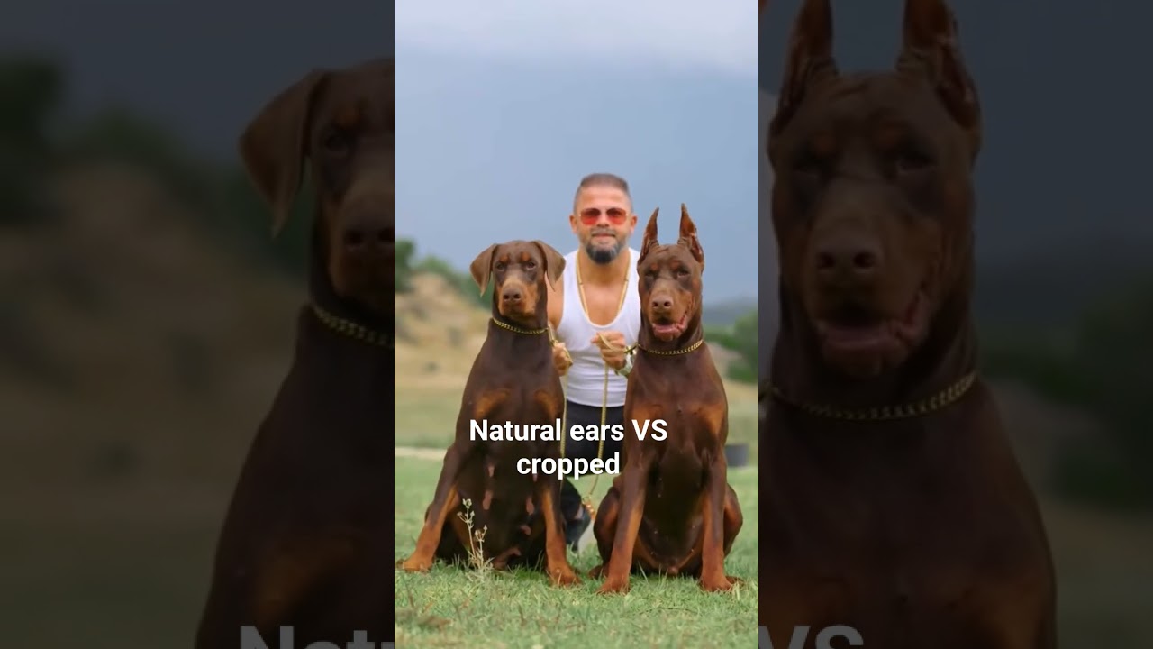natural vs cropped ears which is better? #doglovers #doberman #shortsvideo