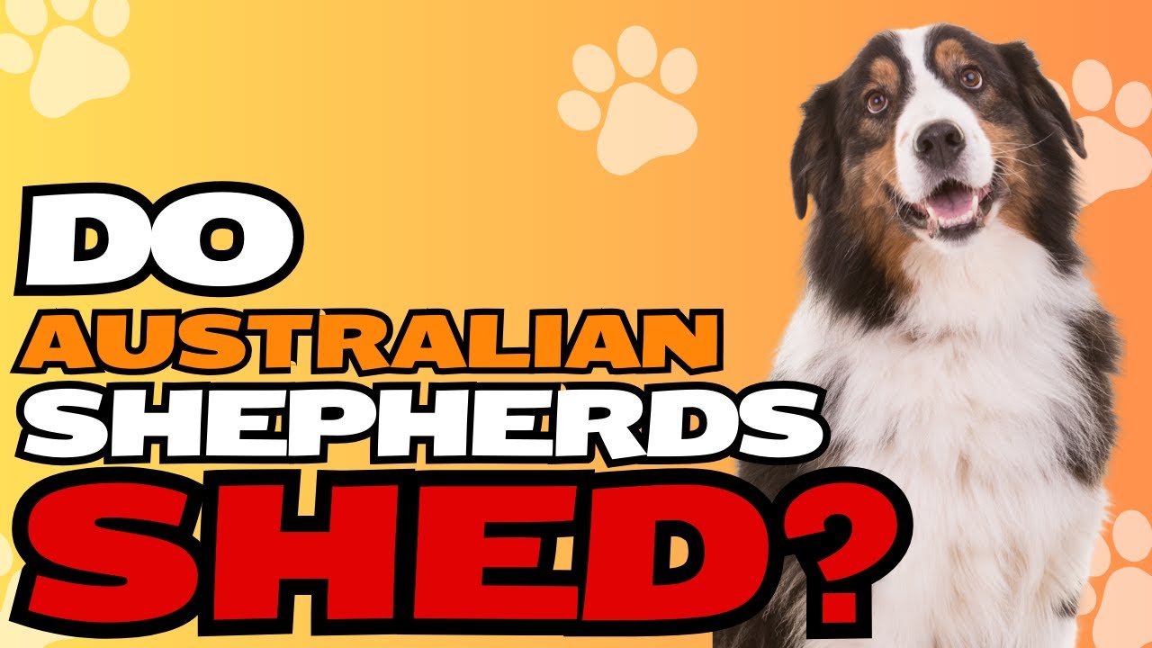 Do Australian Shepherds Shed? 🐾🌟 | Understanding Aussie Shedding & Coat Care