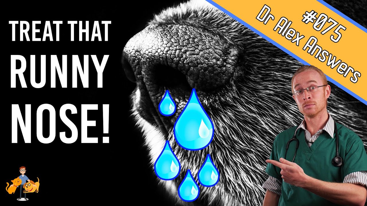 Runny Nose Causes and Home Allergy Treatment - Dog Care Vet Advice