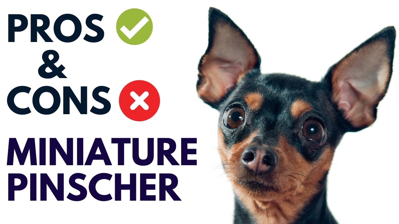 Miniature Pinscher Breed Pros and Cons | Zwergpinscher Advantages and Disadvantages  #AnimalPlatoon