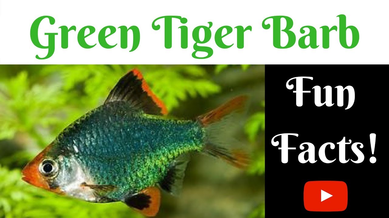 Green Tiger Barb Fun Facts