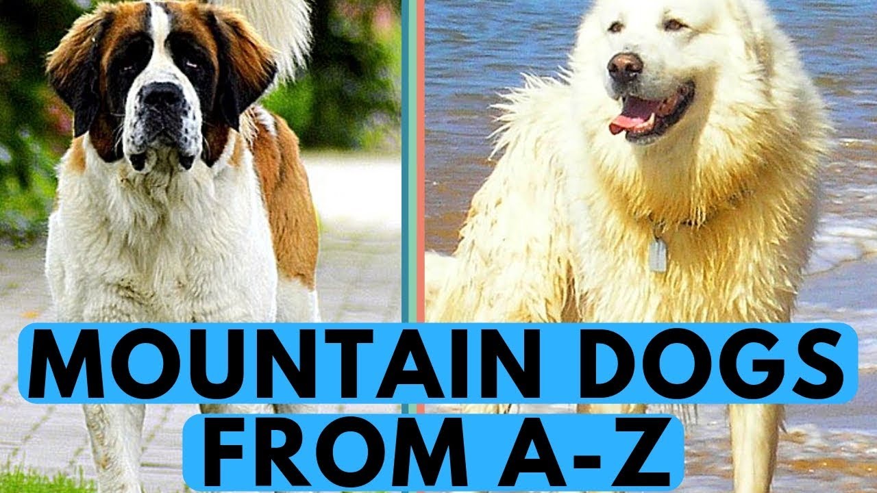 All Mountain Dog Breeds List (from A to Z)