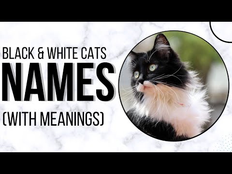 Black and White Cat Names 2024| Tuxedo Cat Names