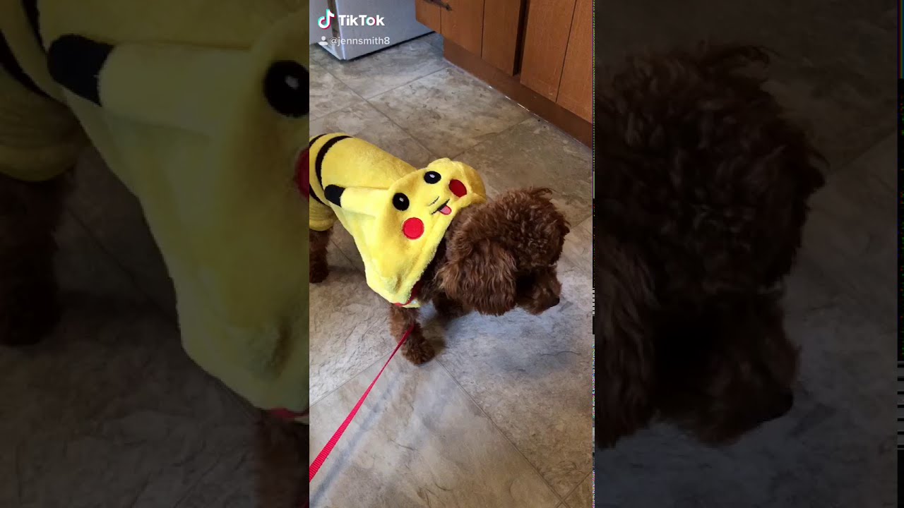Our Baby Yorki Poo Puppy Dressed up Like Pikachu/ Scooby Doo and a Cop! For Halloween!