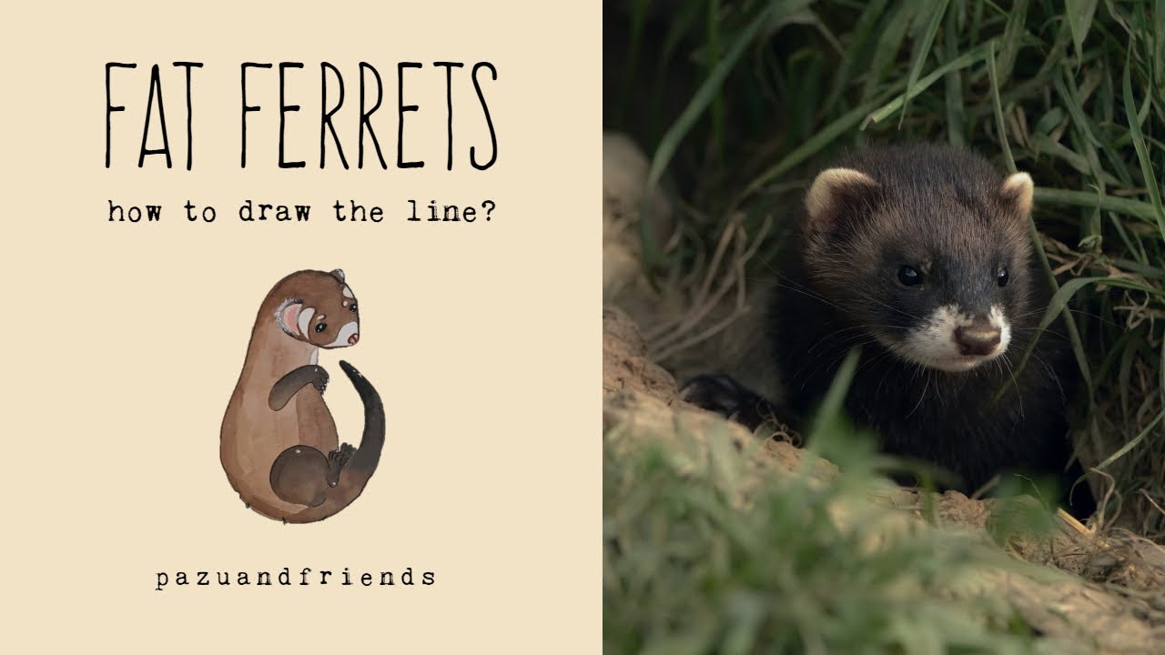 How to Know if Your Ferret is FAT!?