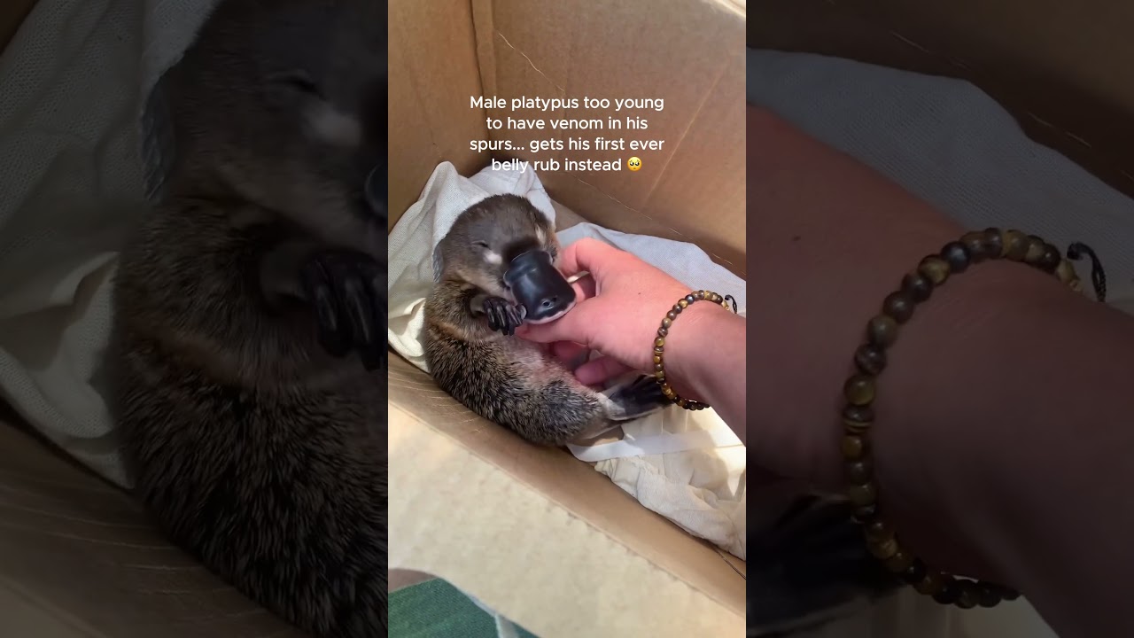 Platypus Gets A Belly Rub