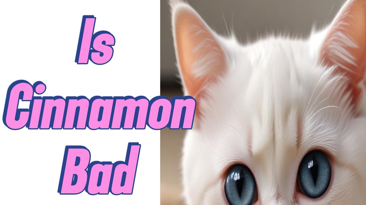 Is Cinnamon Bad for Cats? Debunking the Myth #Cinnamon cats