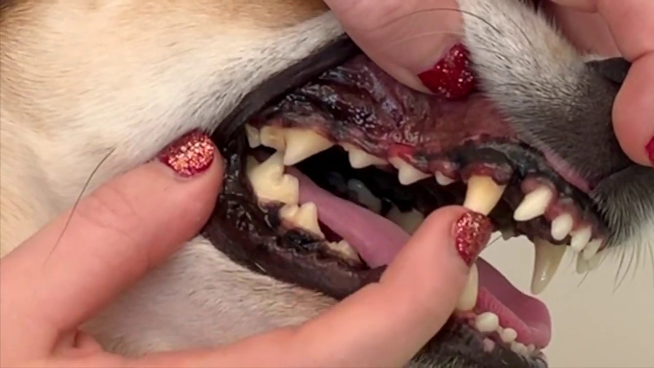 Dental Grading Explained