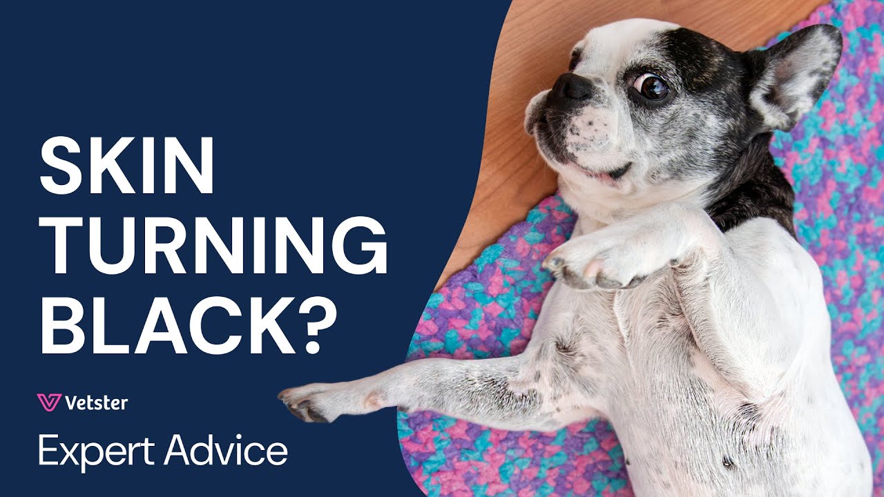 Black Spots on Dog Skin? Skin Turning Black, Dark Patches & Hyperpigmentation Explained