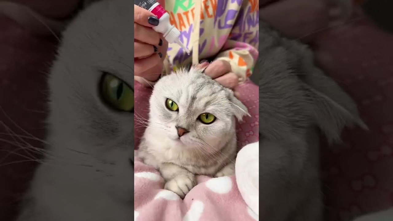 How to clean a cat's ears
