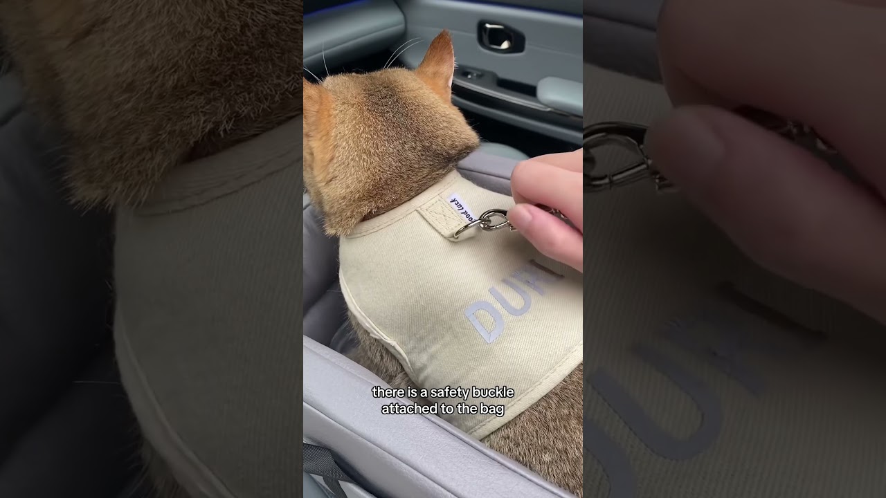 The BEST car seat cat carrier 🐈✨