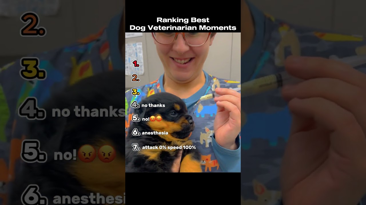 Ranking The Best Dog Veterinarian Moments