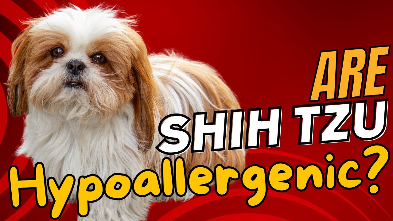 Are Shih Tzu Hypoallergenic? 🐾🤔