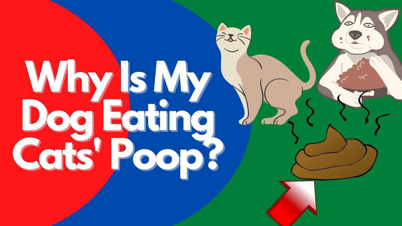 Why is my dog eating cat poop?
