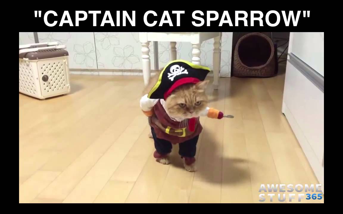 Pirate Pet Costume