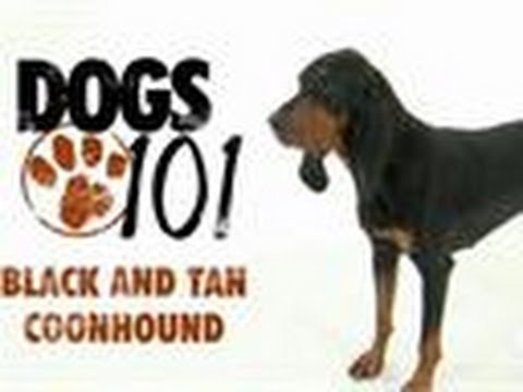 Black and Tan Coonhound | Dogs 101