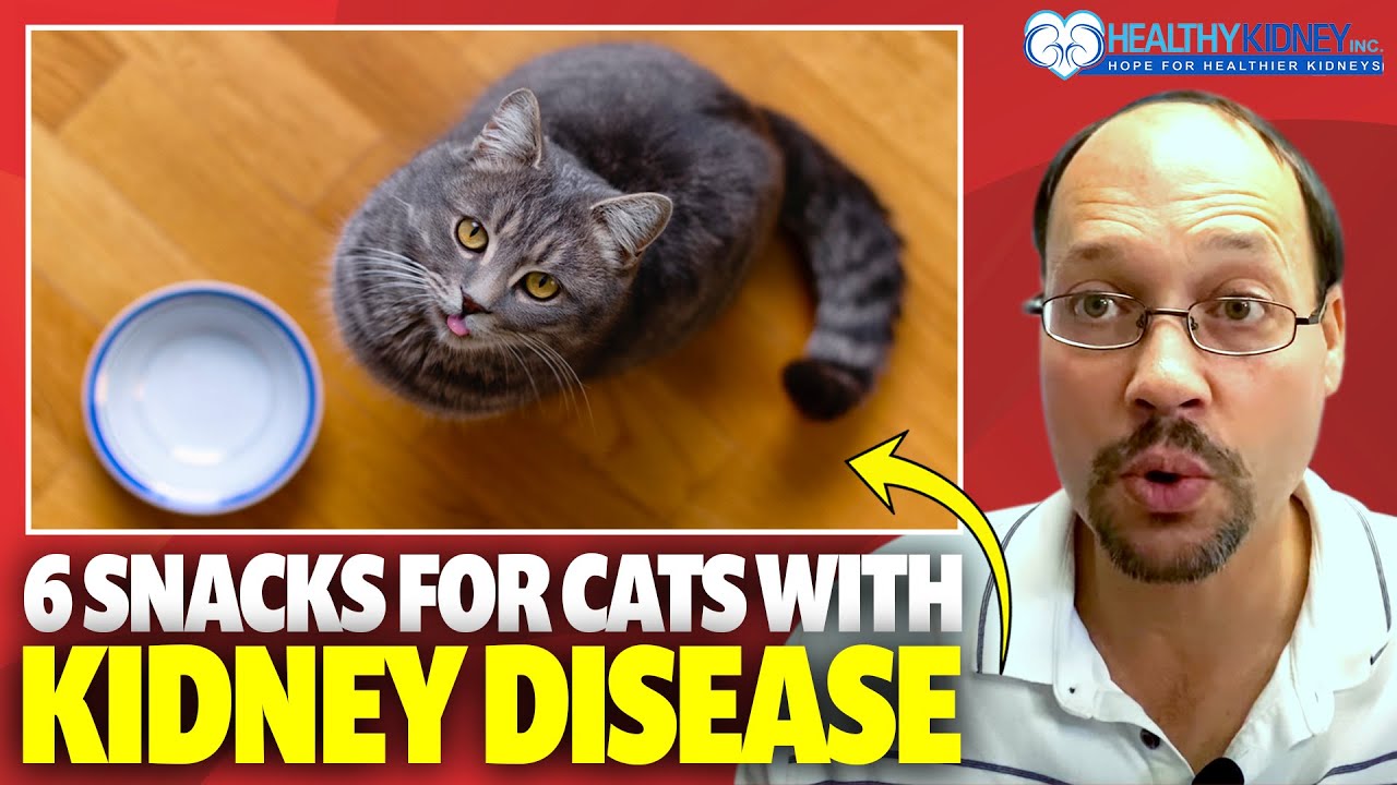 Snacks For Cats With Kidney Disease: Food For Cats With Kidney Disease. Healthy Snacks For CKD Cats