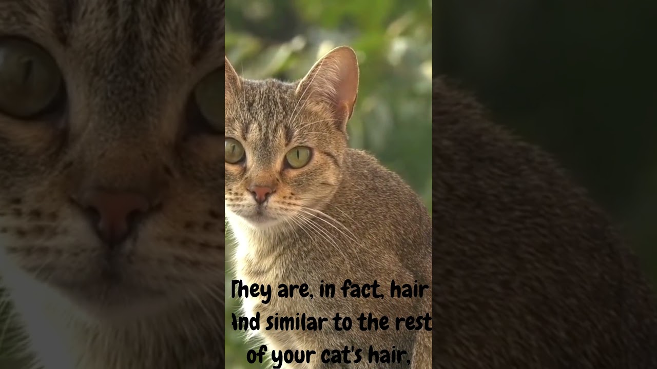 will cat whiskers grow back? #shorts