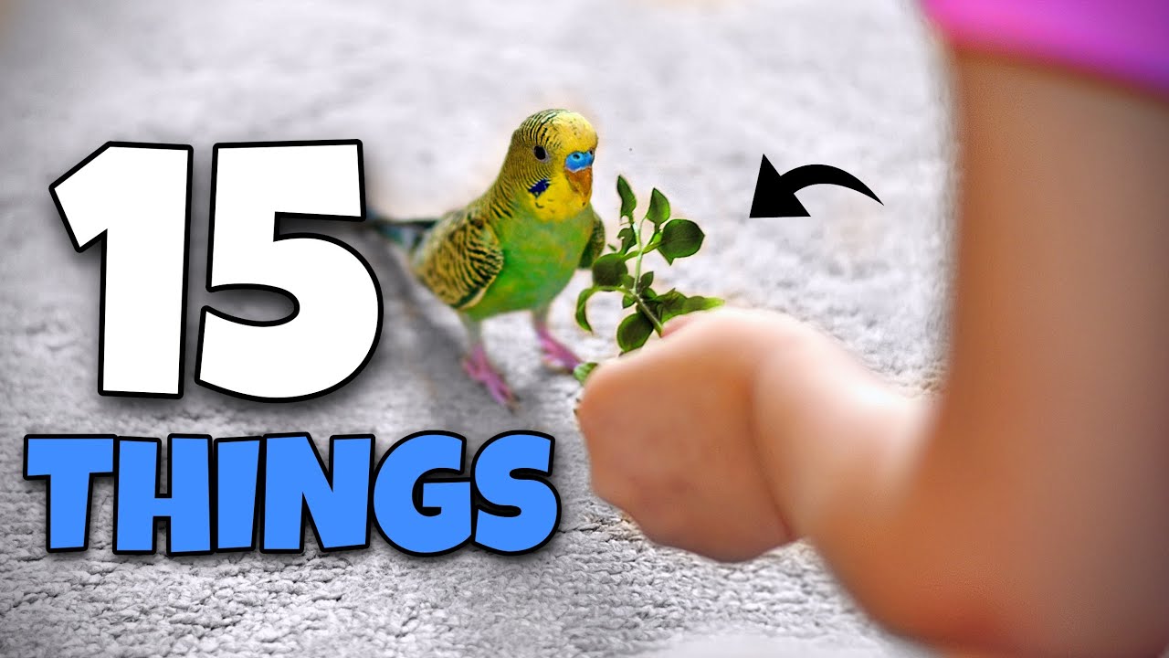 15 Things You NEED for your Bird