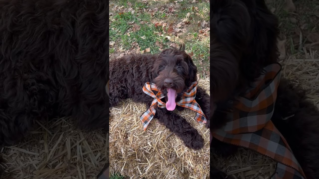 “Revere” Standard Chocolate Australian Labradoodle available at Archview Labradoodles!!