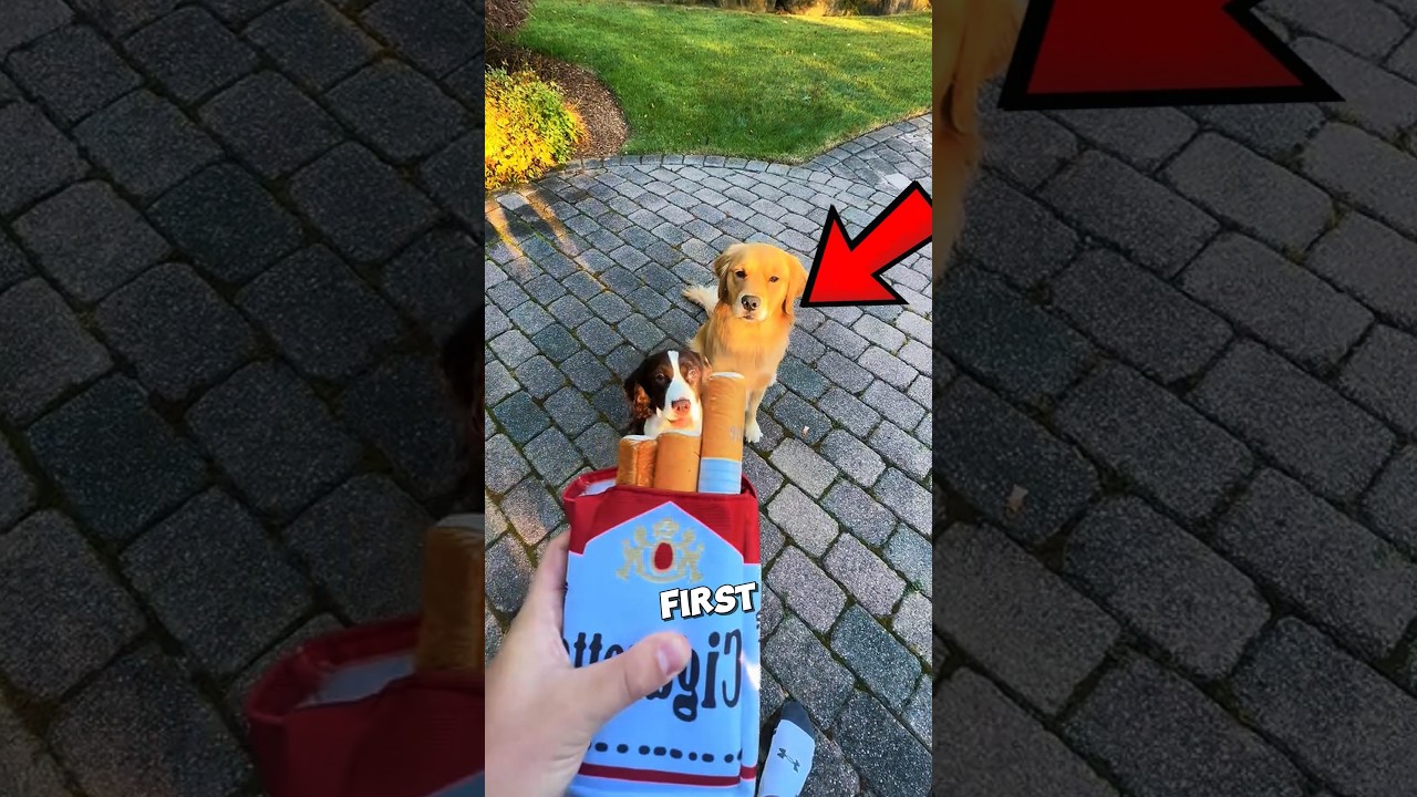 These Dogs Became Cigarette Addicts