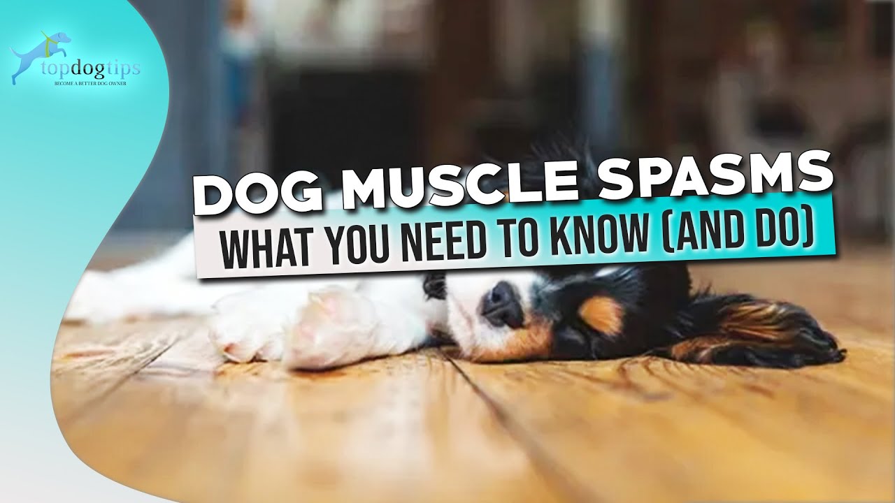Dog Muscle Spasms What You Need to Know and Do
