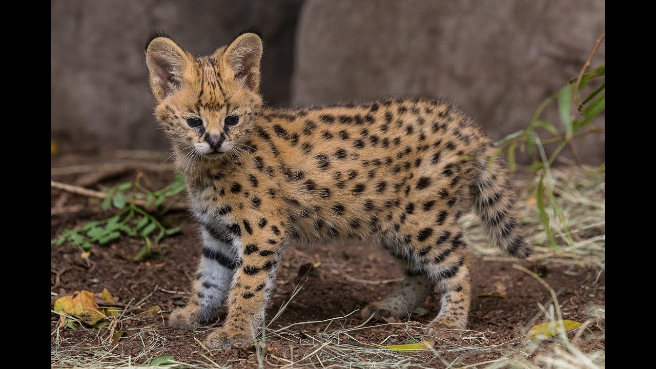 Serval Kitten Gets Licking From Mom