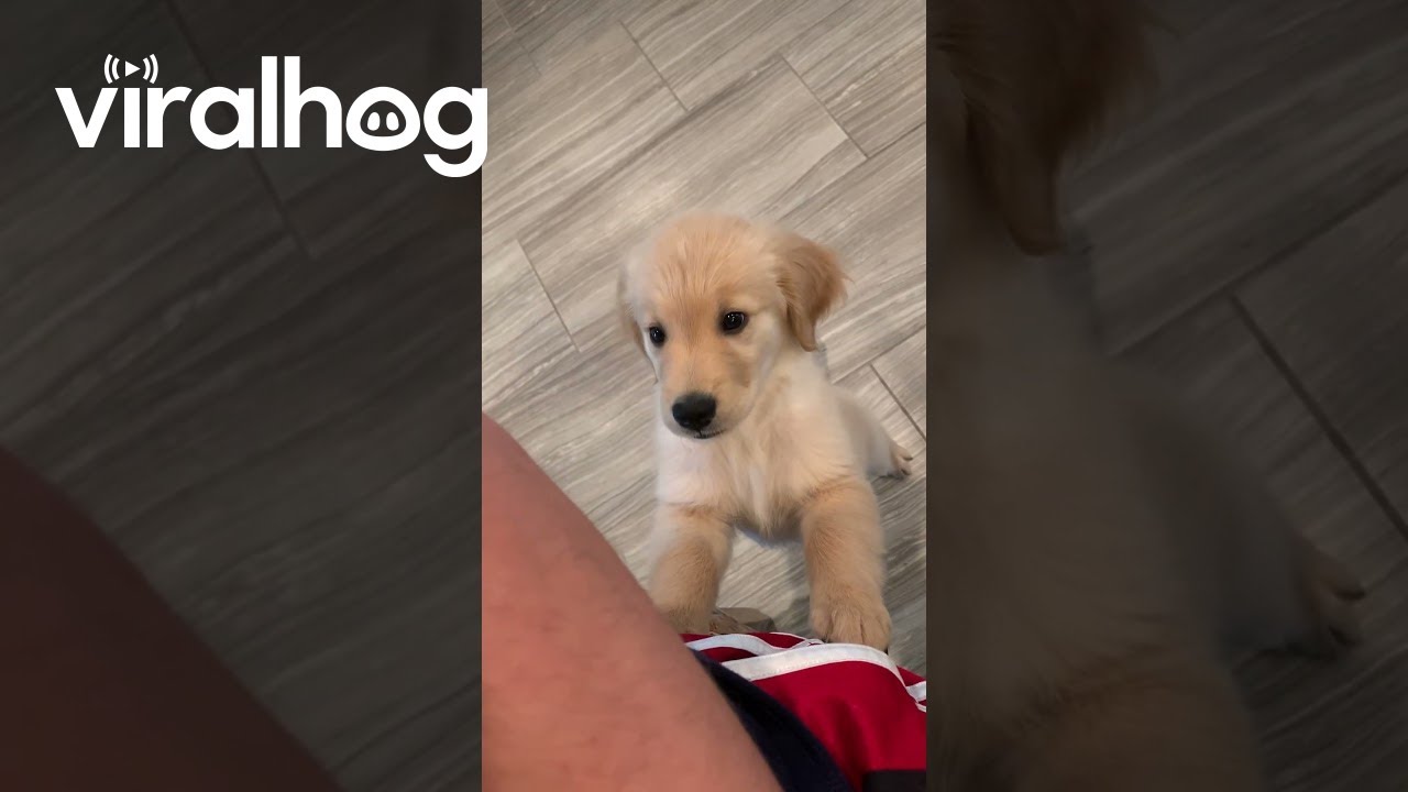 Golden Retriever Puppy Begging for Food Gets Mad || ViralHog