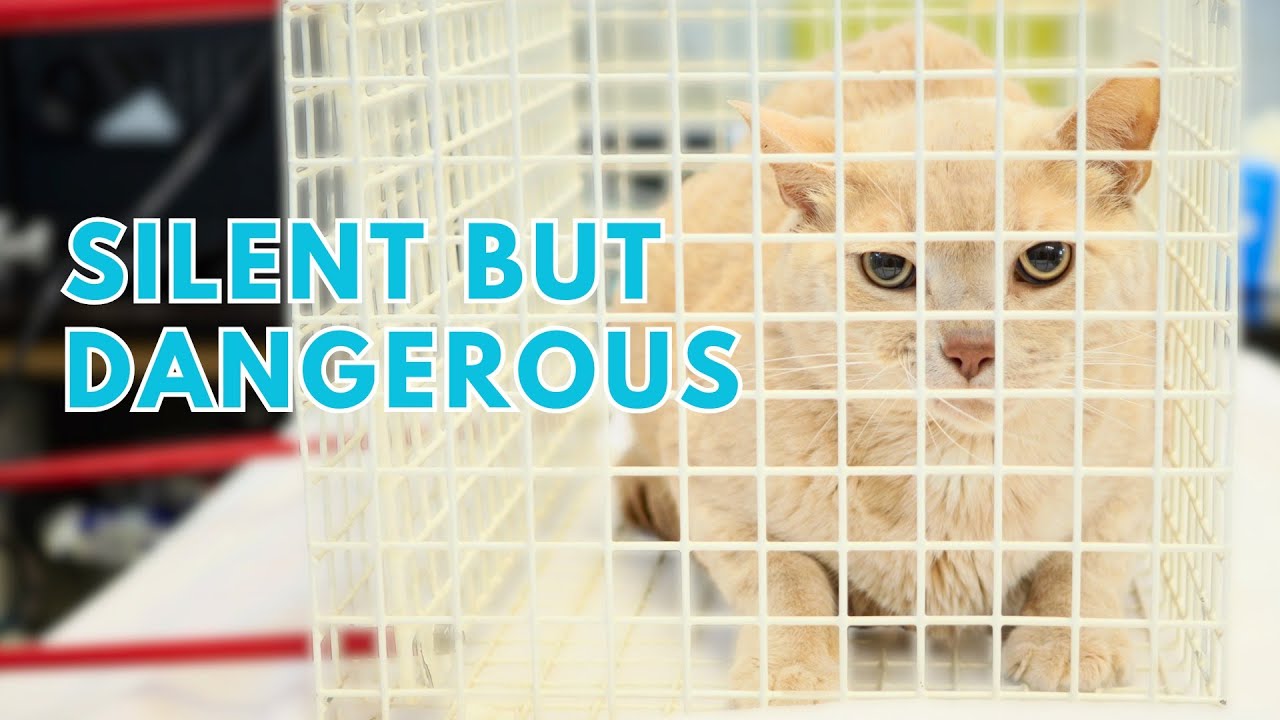 How This Cat’s Ear Polyp Was Silently Killing Him