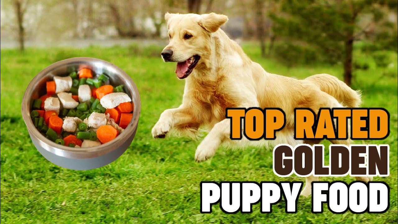 Food for Golden Retriever Puppy : Most Popular Food for Golden Retriever Puppies Review