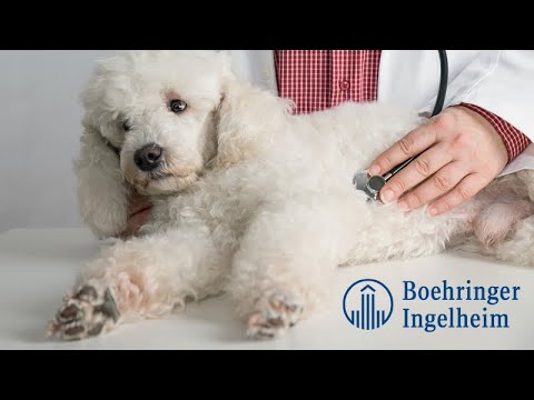 Pimobendan: A Treatment for Preclinical Mitral Valve Disease in Dogs | Feature Video