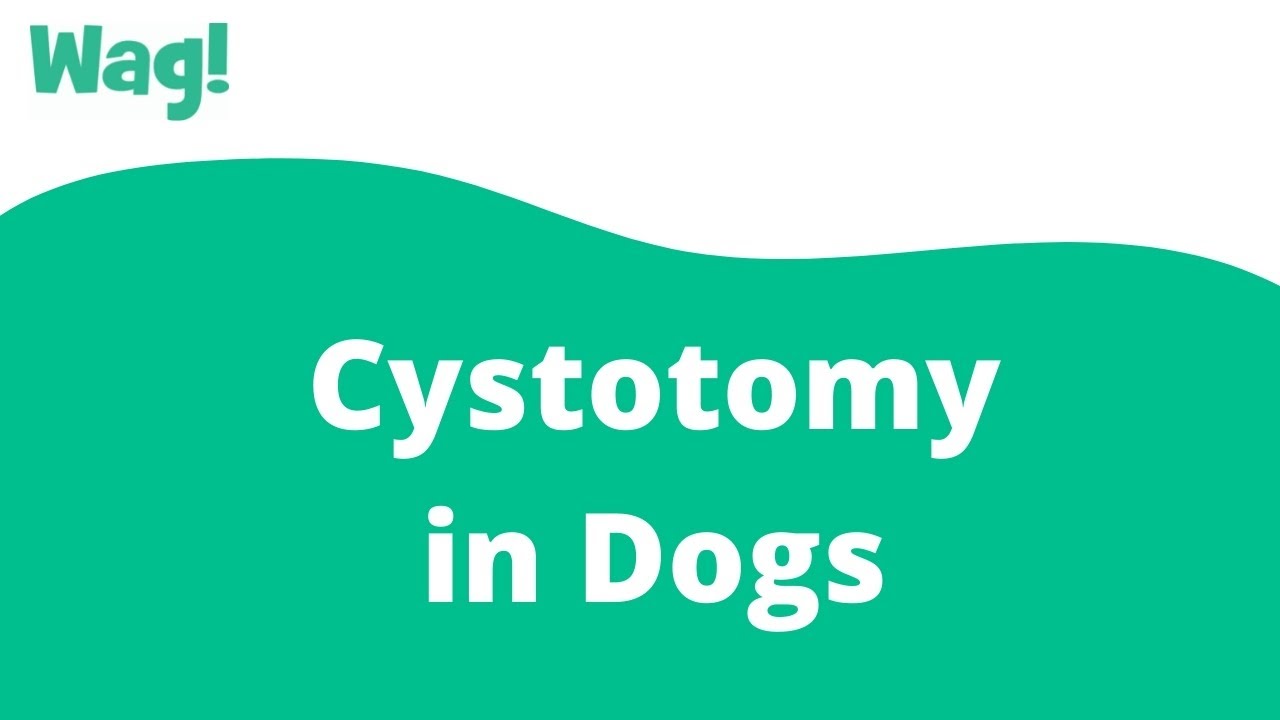 Cystotomy in Dogs | Wag!