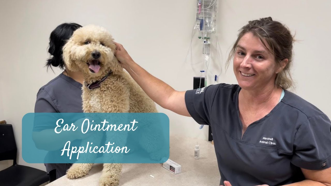Applying Ear Ointment to Your Dog’s Ears