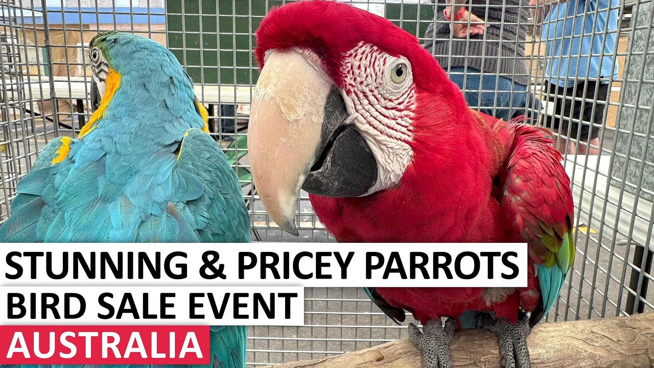 PARROT SALE TOUR. WITH PRICES. COLORFUL & COSTLY BIRDS #australia #birds #parrot #maccaw #cockatoo