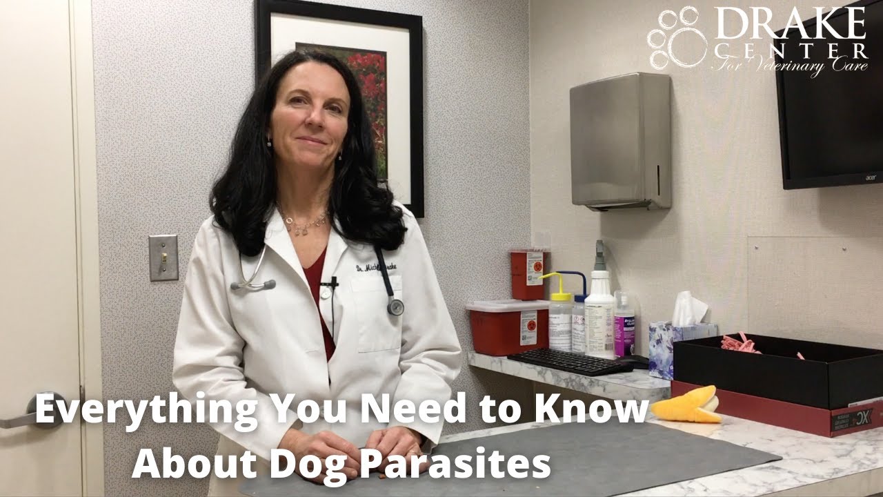 Everything You Need to Know About Dog Parasites
