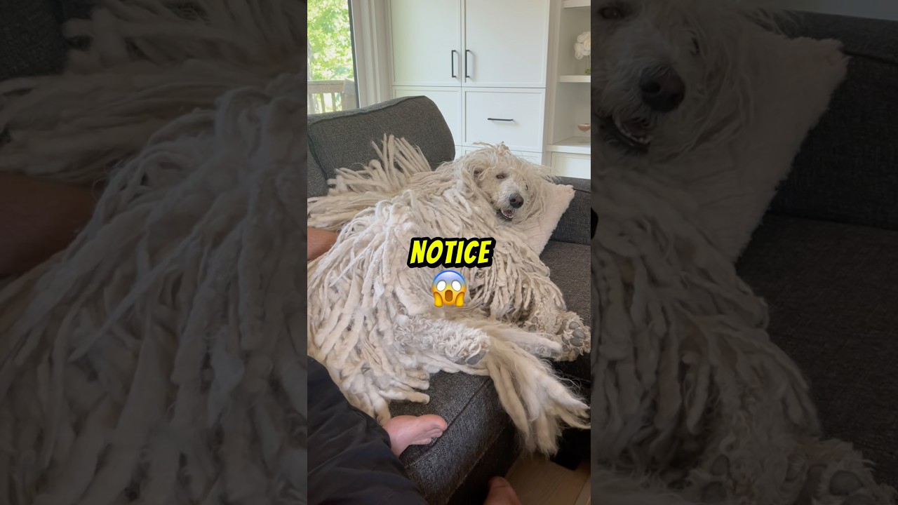 This Dog Looks Like A Mop! 😳 #shorts #animals #pets