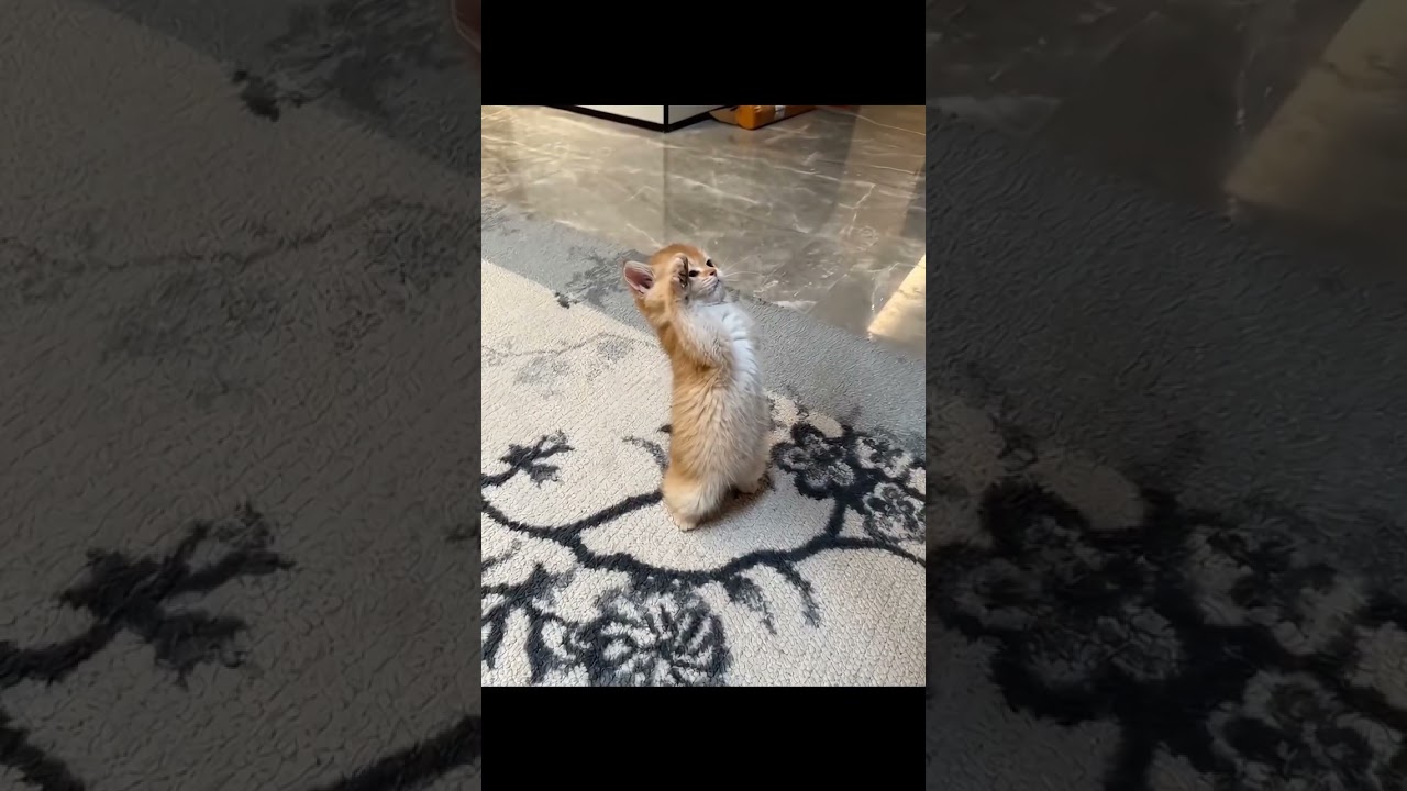 President major general cat 🐈 salute 🫡 #cat #meow #catlover #catsounds #kitten #catsworld #mycat