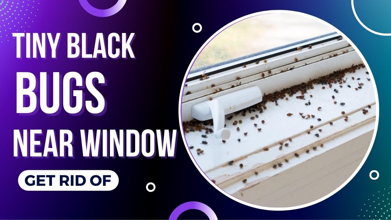 Tiny Black Bugs In House Near Window (How To Get Rid Of Them) - Top Repellents