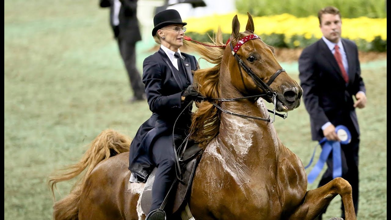 CH Bravo Blue - 2015 UPHA American Saddlebred Open Five-Gaited Horse of the Year