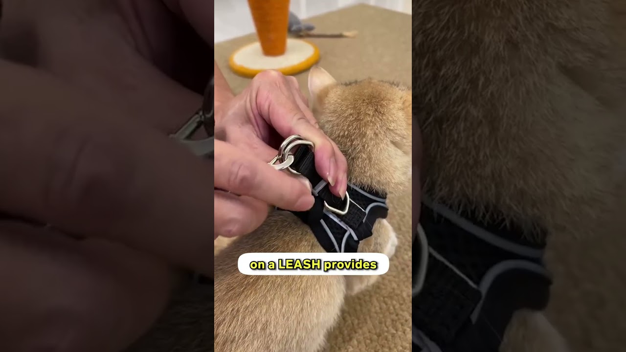 Get this ✨ Cat Harness and Leash ✨ to walk your cats very safely! 😱