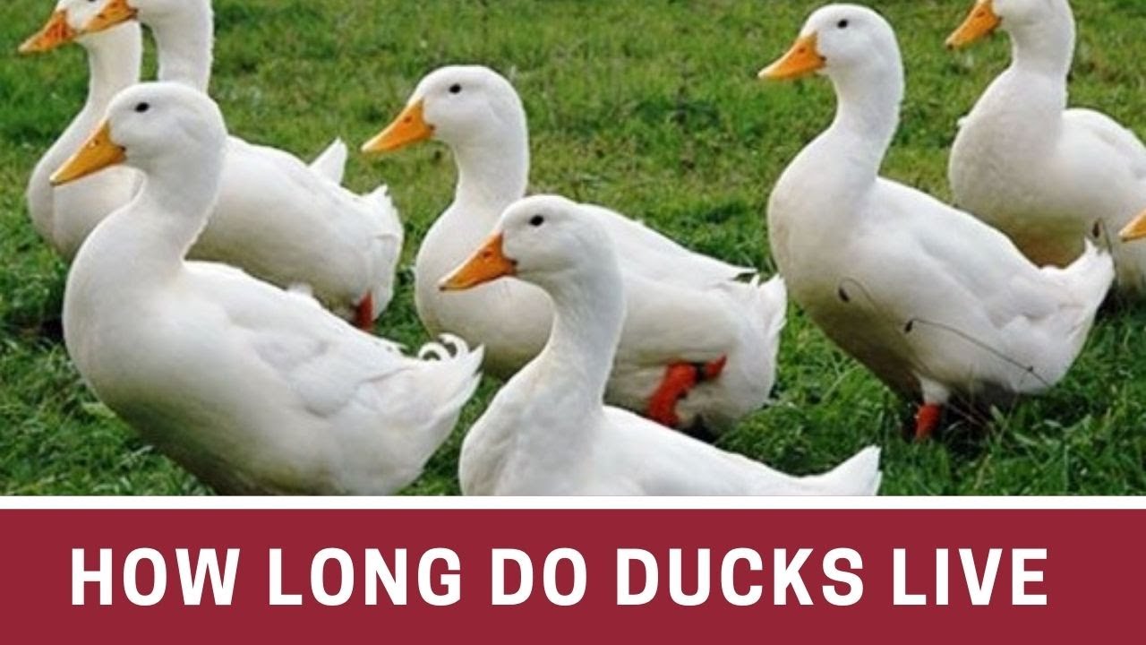How long do ducks live || How long do pet ducks live || How long do ducks live white