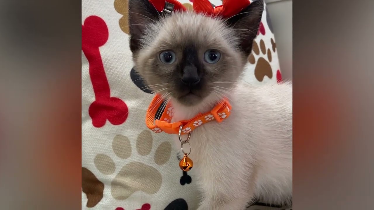 Kai - Siamese Kitten for Sale in Dallas, Texas