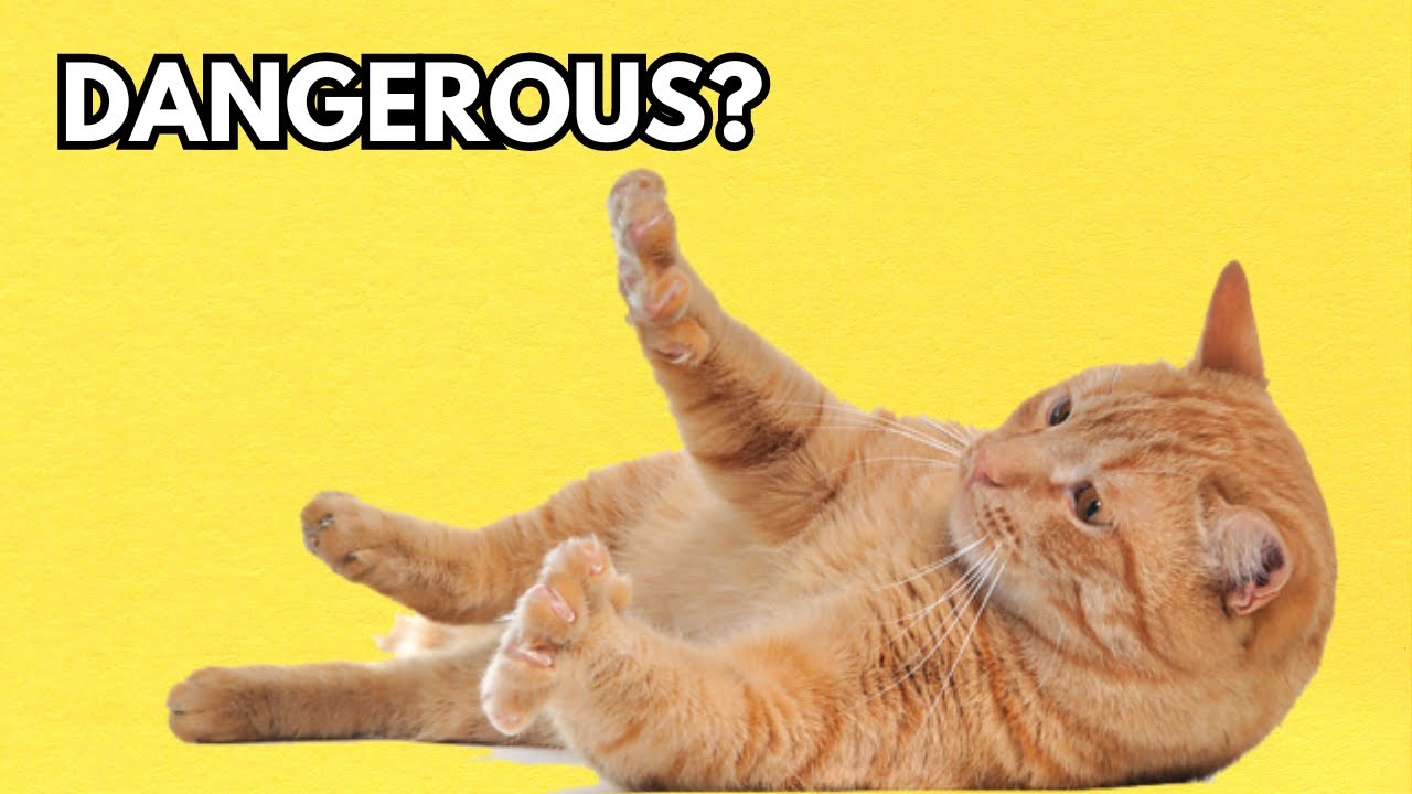 Can cats eat corn? Is corn safe for cats?