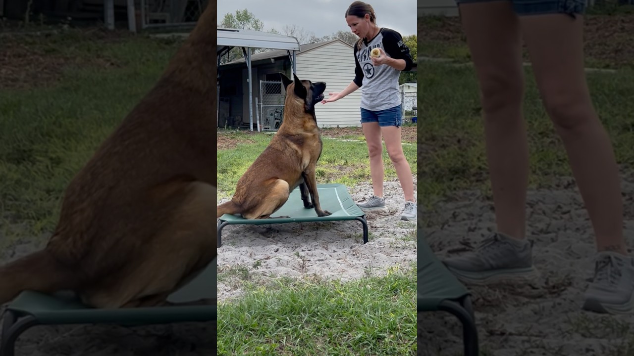 Elevated Dog Bed Is A Must Have! #dog #dogbed #belgianmalinois #dogsupplies