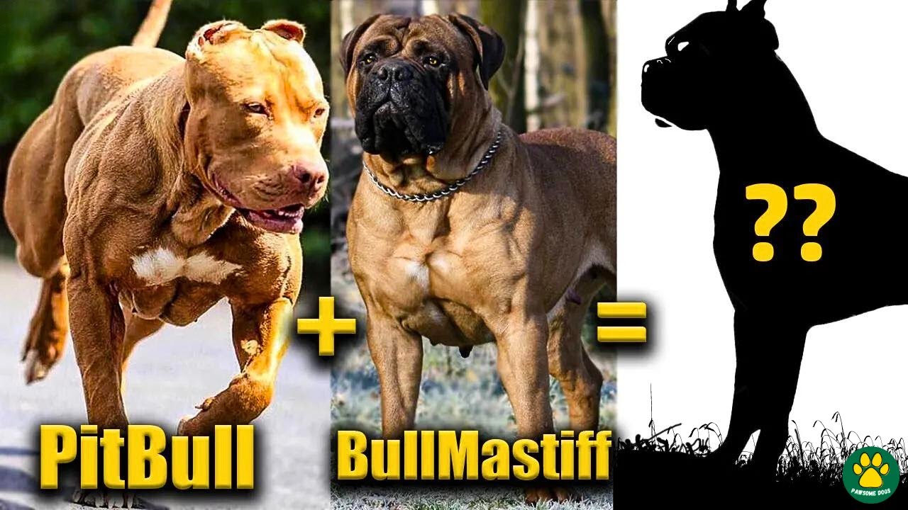 TOP 10 Pitbull Terrier Mix Breed Dogs You Don't Know About!