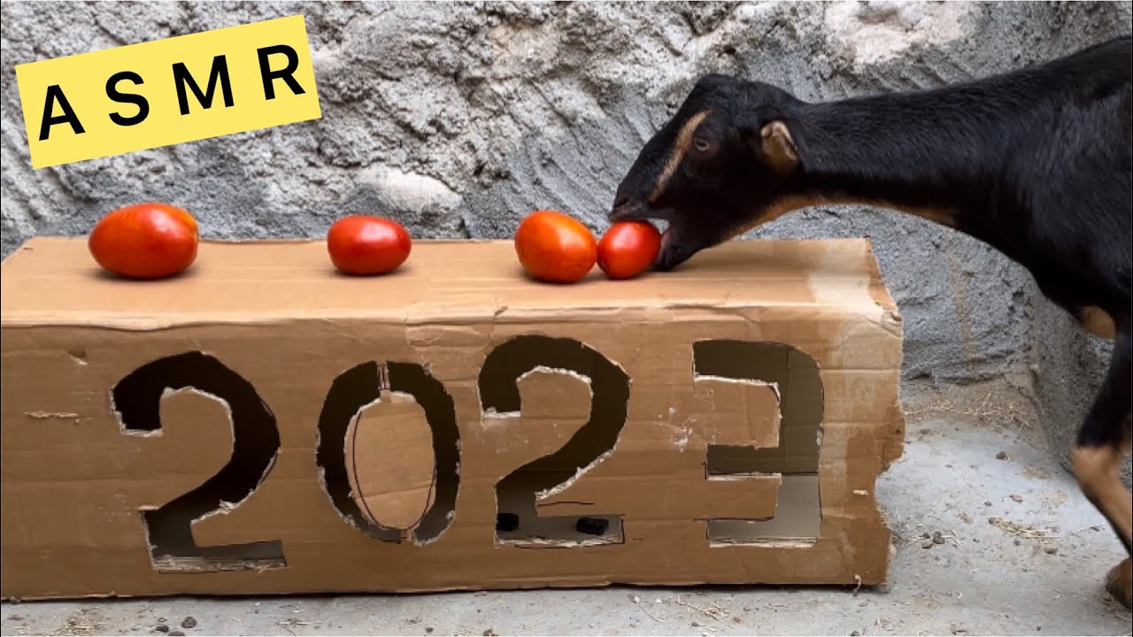 Goat eating tomato A S M R | Can goats eat tomatoes?